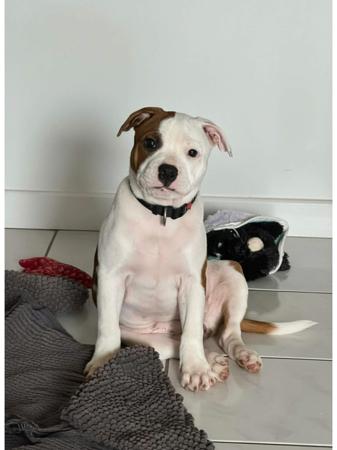 Staffordshire Bull Terrier for sale by NORIONTSTAFF