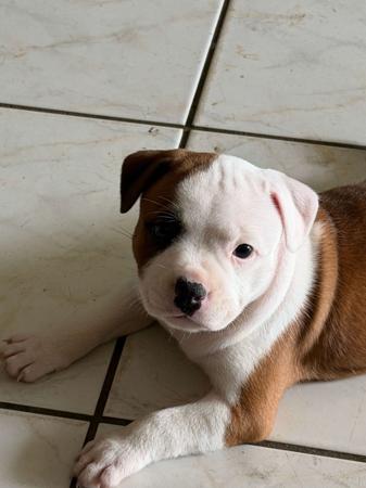 Staffordshire Bull Terrier for sale by NORIONTSTAFF