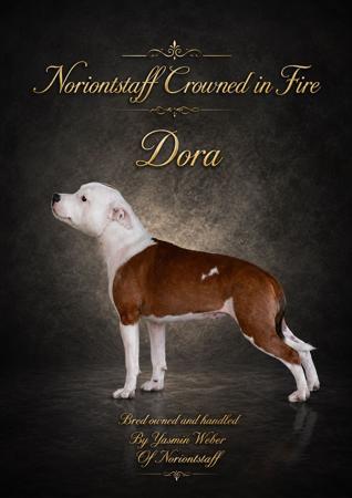 Staffordshire Bull Terrier for sale by NORIONTSTAFF