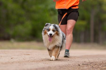 Norsonix Bundegi Breeze Australian Shepherd