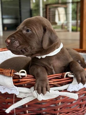 German Shorthaired Pointer puppy for sale by SUNNYHAAR