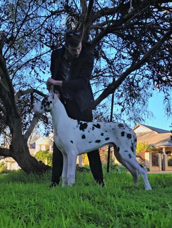 Omnimoon You Had Me At Halo Great Dane