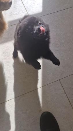 German Spitz (Mittel) puppy for sale by ORIGINS