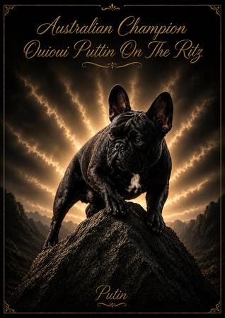 Aust Ch Ouioui Puttin On The Ritz French Bulldog