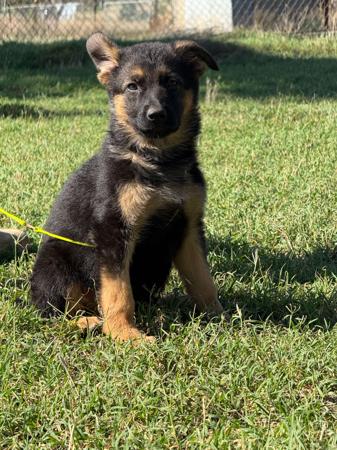 German Shepherd Dog puppy for sale by OVINA