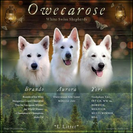 White Swiss Shepherd Dog puppy for sale by OWECAROSE