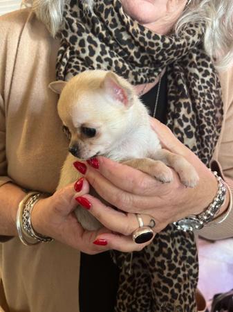 Chihuahua (Smooth Coat) puppy for sale by PAMPURRED2