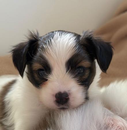 Papillon puppy for sale by PAPILLONBAY