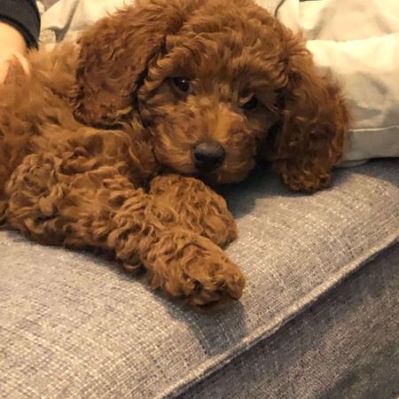 Poodle (Miniature) for sale by PARADORE