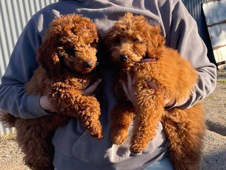 Poodle (Miniature) for sale by PARADORE