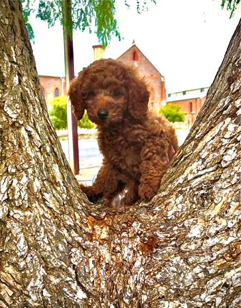 Poodle (Miniature) for sale by PARADORE
