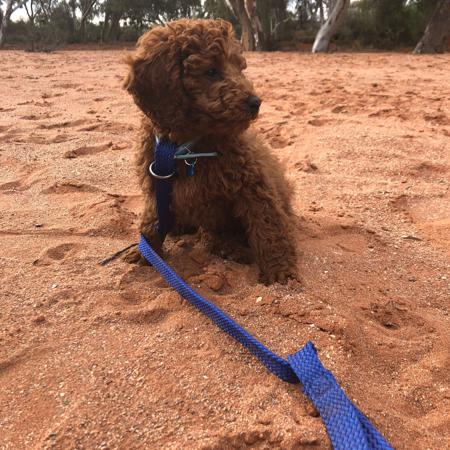Poodle (Miniature) for sale by PARADORE