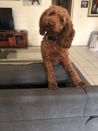 Poodle (Miniature) for sale by PARADORE