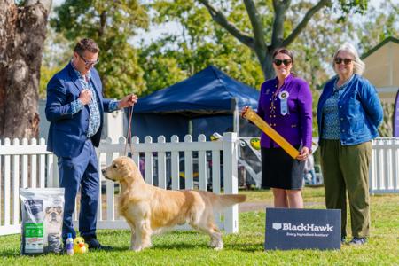 BIS RUBIS Australian and NZ Ch. Askaval Anarchy With Alubyc Golden Retriever