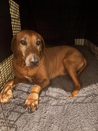 Adult Rhodesian Ridgeback Dog for sale in NSW from LIONSLEA