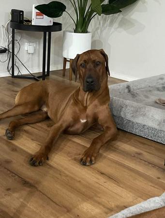 Adult Rhodesian Ridgeback Dog for sale in NSW from LIONSLEA