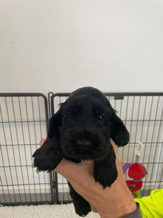 Cocker Spaniel puppy for sale by PENCANDY