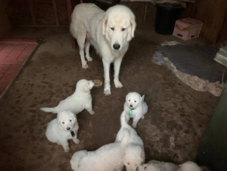 Maremma Sheepdog puppy for sale by PERFECTHEART