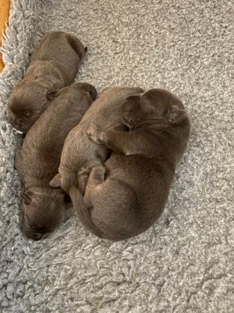 Staffordshire Bull Terrier puppy for sale by PESKEBLUE