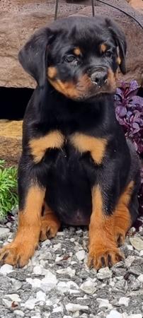Rottweiler puppy for sale by PETROVROTTI