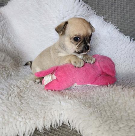 Chihuahua (Smooth Coat) puppy for sale by PICOLPAWS