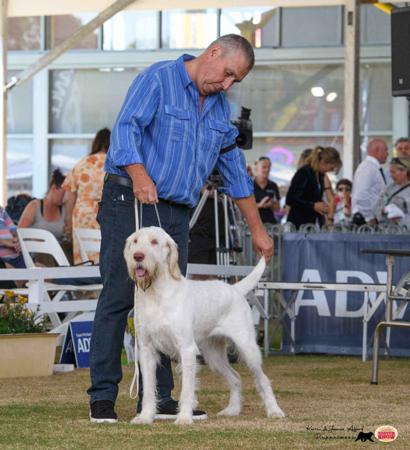 Aust CH Piedimonte Fuoco Del Ruscella (AI) Italian Spinone