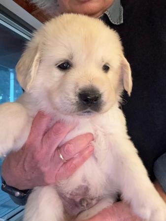 Golden Retriever puppy for sale by PINDARIPARK