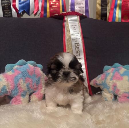 Shih Tzu puppy for sale by PLACKY