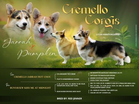 Welsh Corgi (Pembroke) puppy for sale by CREMELLO