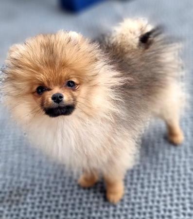 Pomeranian puppy for sale by POMARMOUR