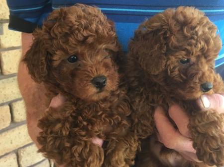 Poodle (Toy) puppy for sale by POODLE321