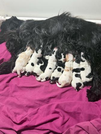 Cocker Spaniel puppy for sale by PORKYPIE
