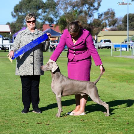 Ch Lukedom Show Me The Starz At Poshvwei (AI) RN CCD Weimaraner