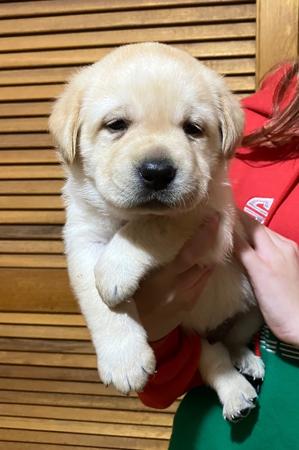 Labrador Retriever puppy for sale by PUDDNCREEK