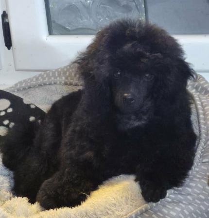 Railstoyz Miss Black Poodle (Toy)