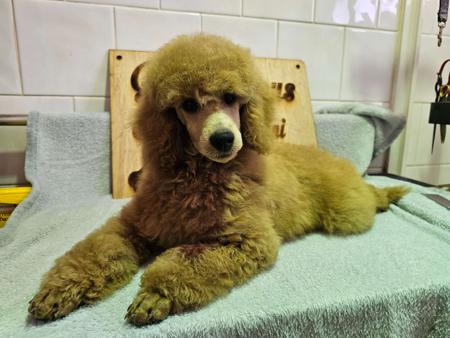 Poodle (Miniature) puppy for sale by PUDELICIOUS