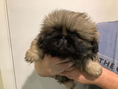 Pekingese puppy for sale by PUGMATE