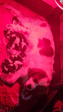 Cavalier King Charles Spaniel puppy for sale by PURPLECHERUB
