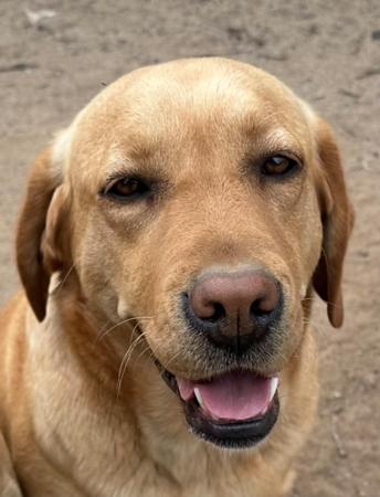 Labrador Retriever puppy for sale by QUINQUINO