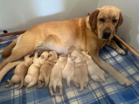 Labrador Retriever puppy for sale by QUINQUINO