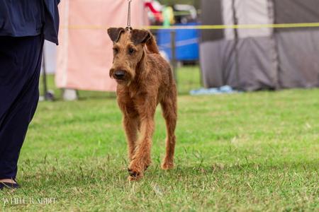 Gramochroi Mack The Knife Irish Terrier