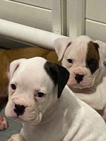 Boxer puppy for sale by READIMARR