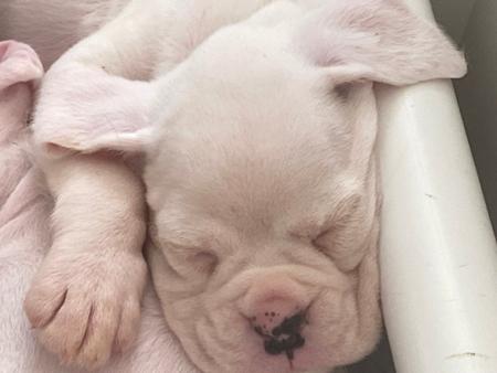 Boxer puppy for sale by READIMARR