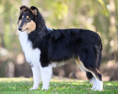 Lexwood Never Tear Us Apart Collie (Rough)