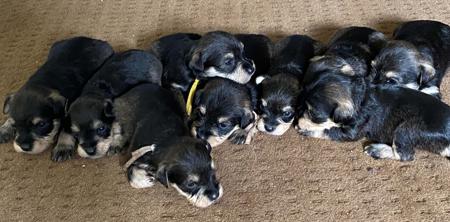 Schnauzer (Miniature) puppy for sale by REBINKY