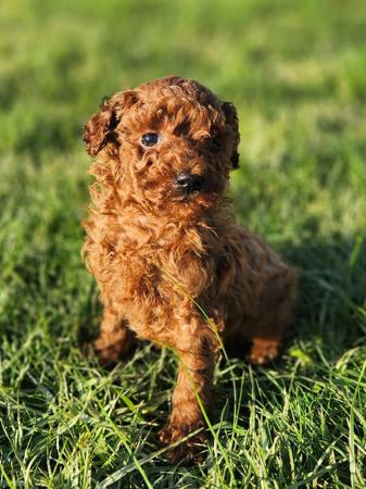Poodle (Toy) puppy for sale by REDBUDDIES