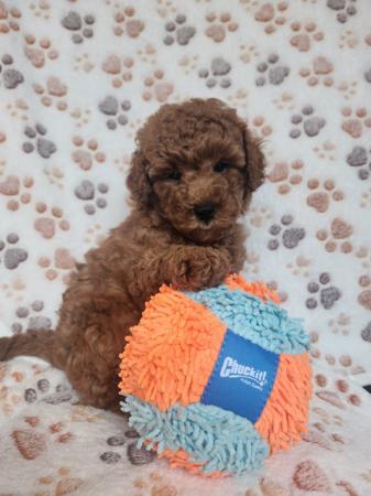 Poodle (Miniature) puppy for sale by REDBUDDIES