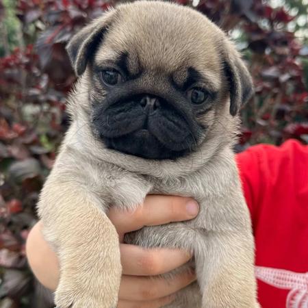 Pug puppy for sale by REDHEADS
