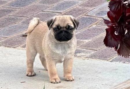 Pug puppy for sale by TAUREAUXROUG