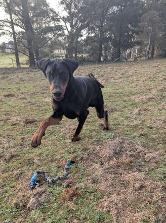 Dobermann dog for sale by REDSHIFTDOBES
